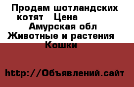 Продам шотландских котят › Цена ­ 5 000 - Амурская обл. Животные и растения » Кошки   